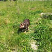 Olde english bulldogge Bulltok´s Basse