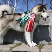 Alaskan malamute My Alaskan Final Dash (Koda)