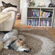 Tjekkoslovakisk ulvehund Alf kaldenavn. (Kato)