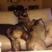 Tjekkoslovakisk ulvehund Alf kaldenavn. (Kato)