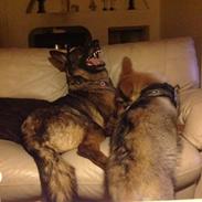 Tjekkoslovakisk ulvehund Alf kaldenavn. (Kato)