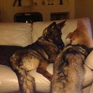 Tjekkoslovakisk ulvehund Alf kaldenavn. (Kato)