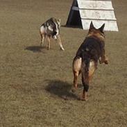 Tjekkoslovakisk ulvehund Alf kaldenavn. (Kato)