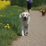 Golden retriever Lapija's Charlie (Bamse)