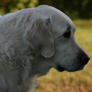 Golden retriever Lapija's Charlie (Bamse)