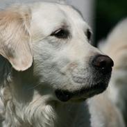 Golden retriever Lapija's Charlie (Bamse)