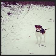 Jack russell terrier | Cavalir | Chanell <3