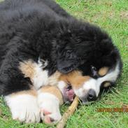 Berner sennenhund maisie