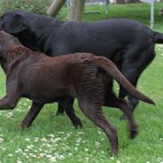 Labrador retriever RONJA