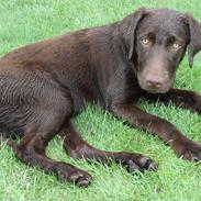 Labrador retriever RONJA