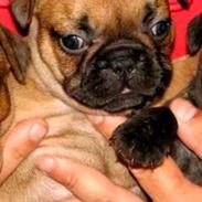 Fransk bulldog Tesla