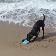 Labrador retriever Balou