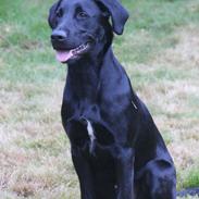 Labrador retriever Balou