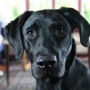 Labrador retriever Balou