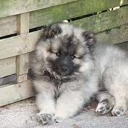 Keeshond Molly