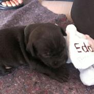 Staffordshire bull terrier Camino (Eddie)