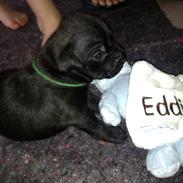 Staffordshire bull terrier Camino (Eddie)