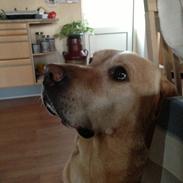 Labrador retriever Snubbi