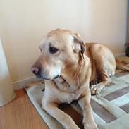 Labrador retriever Snubbi