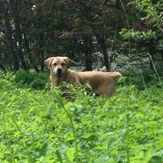 Labrador retriever Snubbi