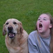 Labrador retriever Snubbi