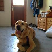 Labrador retriever Snubbi