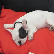 Fransk bulldog Pumba