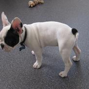 Fransk bulldog Pumba
