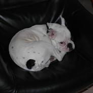 Fransk bulldog Pumba