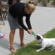 Fransk bulldog Pumba