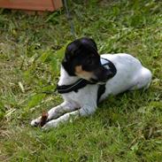 Dansk svensk gaardhund Frank