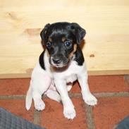 Dansk svensk gaardhund Frank