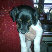 Dansk svensk gaardhund Frank