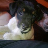 Dansk svensk gaardhund Frank