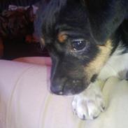 Dansk svensk gaardhund Frank