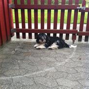 Lhasa apso bay bi mickey