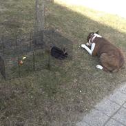 Blanding af racer Katei