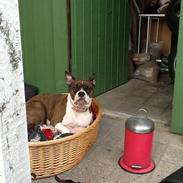 Blanding af racer Katei