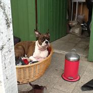 Blanding af racer Katei