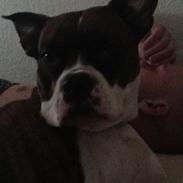 Blanding af racer Katei