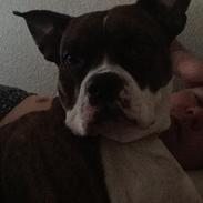 Blanding af racer Katei