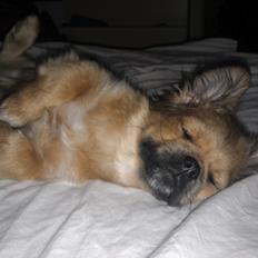 Tibetansk spaniel Albert.