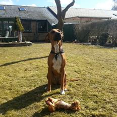 Blanding af racer Ganges aka Ganja