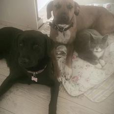 Blanding af racer Ganges aka Ganja