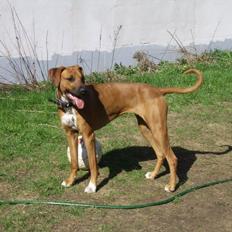 Blanding af racer Ganges aka Ganja