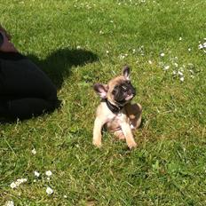 Fransk bulldog Tino