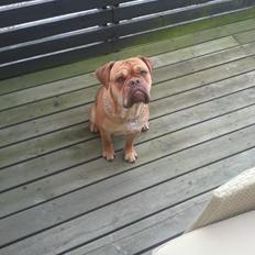 Olde english bulldogge bulltoks moss ( kaldet Boss)