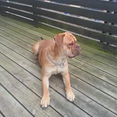 Olde english bulldogge bulltoks moss ( kaldet Boss)
