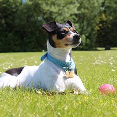 Dansk svensk gaardhund Freja