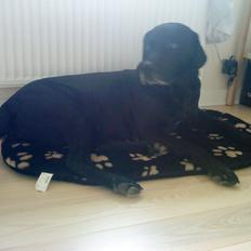 Blanding af racer Charlie <3